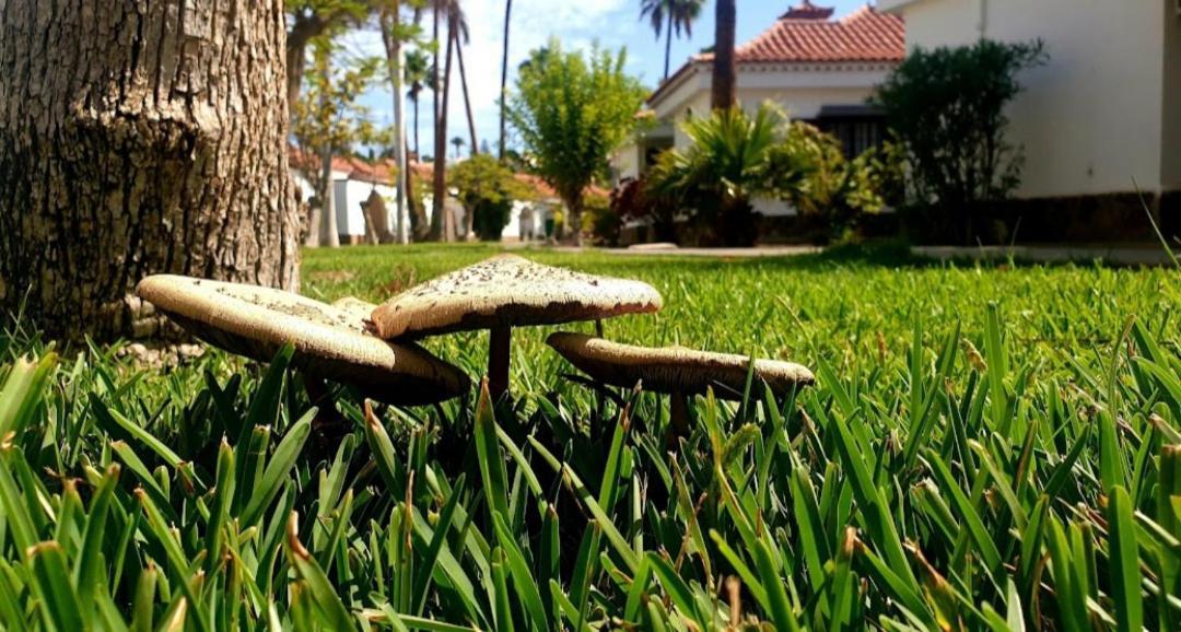 Bungalow Luisy Maspalomas  Exteriör bild